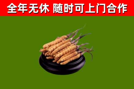 修文回收冬虫夏草
