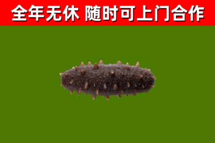 修文回收海参干